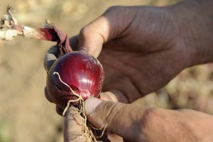 Männerhände halten frisch geerntete rote Zwiebel