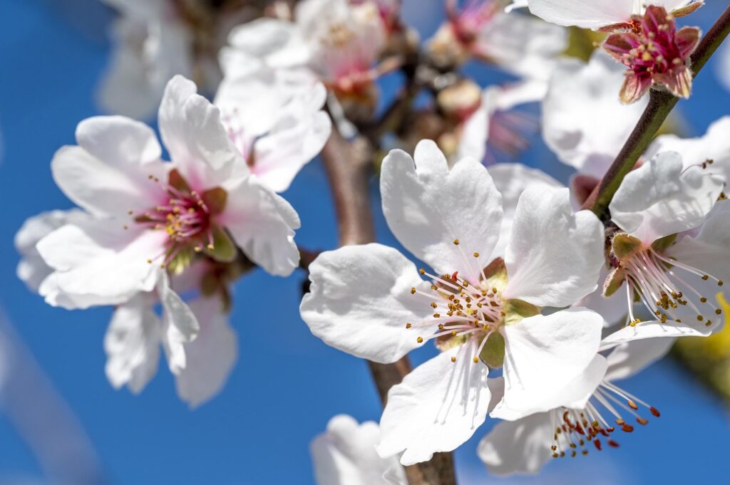 Weiß-rosafarbene Manelblüten vor blauem Himmel in der Großaufnahme