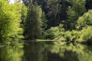 Im Waldsee spiegeln sich die hohen Bäume in verschiedenen satten Grüntönen