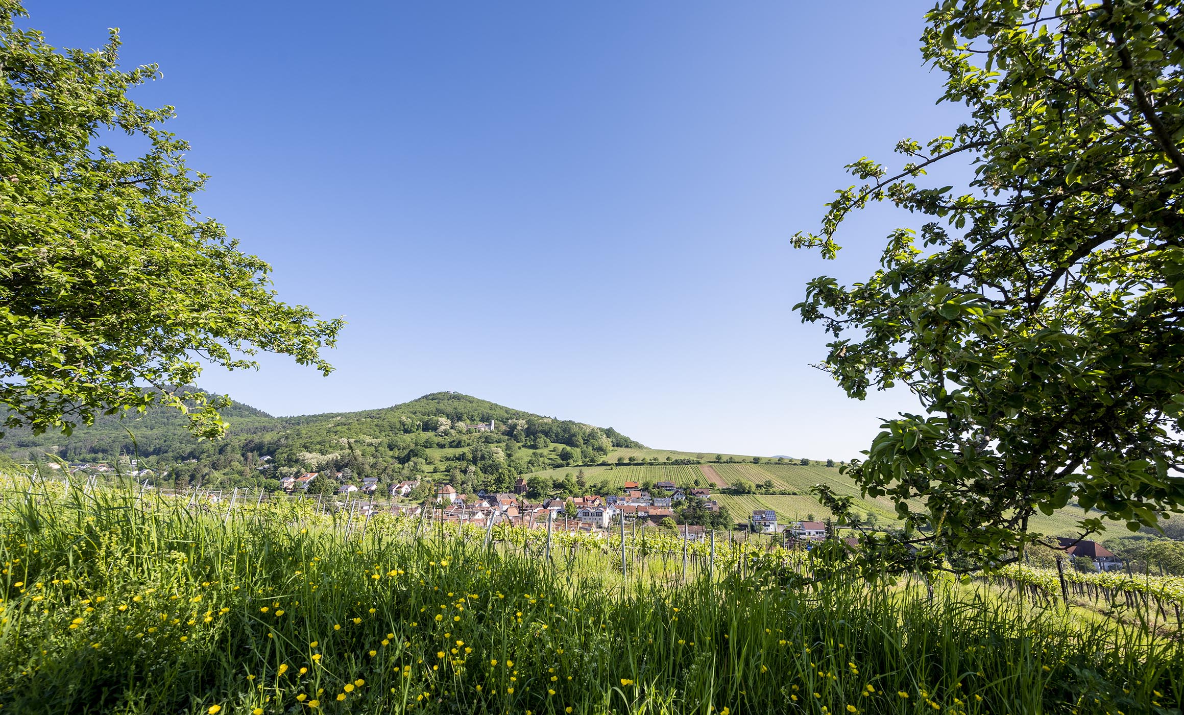 Blick über Blumenwiese hinunter auf die Gemeinde Leinsweiler, mit Hügeln im Hintergrund